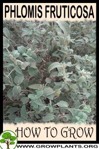How to grow Phlomis fruticosa