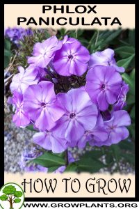 How to grow Phlox paniculata