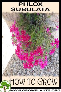 How to grow Phlox subulata