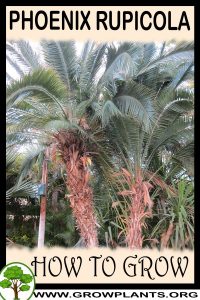 How to grow Phoenix rupicola