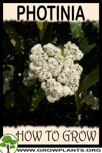 How to grow Photinia