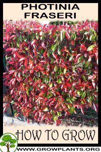 How to grow Photinia fraseri