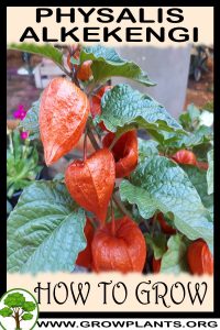 How to grow Physalis alkekengi