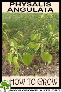 How to grow Physalis angulata