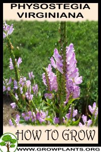 How to grow Physostegia virginiana