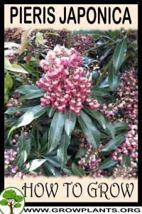 How to grow Pieris japonica