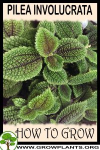 How to grow Pilea involucrata