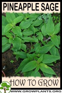 How to grow Pineapple sage
