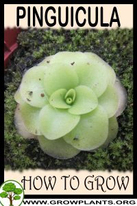 How to grow Pinguicula