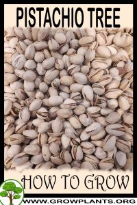How to grow Pistachio tree