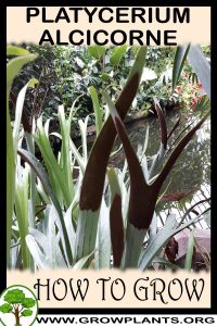How to grow Platycerium alcicorne