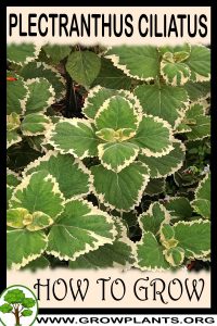 How to grow Plectranthus ciliatus