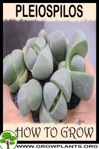 How to grow Pleiospilos