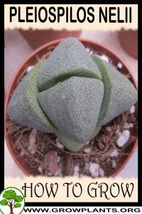 How to grow Pleiospilos nelii