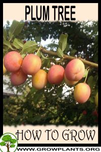 How to grow Plum tree