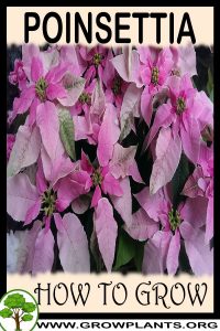 How to grow Poinsettia
