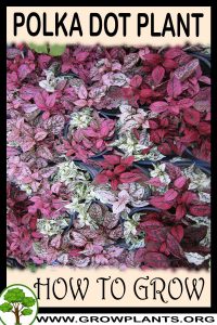 How to grow Polka dot plant