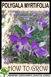 How to grow Polygala myrtifolia