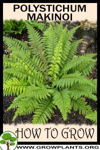 How to grow Polystichum makinoi