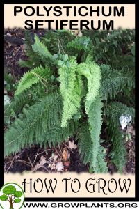 How to grow Polystichum setiferum