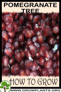 How to grow Pomegranate tree