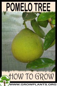 How to grow Pomelo tree