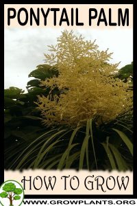 How to grow Ponytail palm