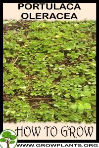 How to grow Portulaca oleracea