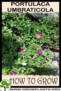 How to grow Portulaca umbraticola