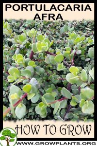 How to grow Portulacaria afra