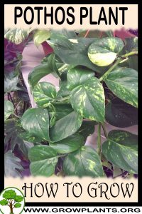 How to grow Pothos