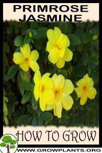 How to grow Primrose Jasmine