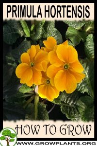 How to grow Primula hortensis