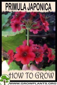 How to grow Primula japonica