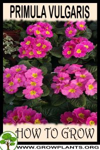 How to grow Primula vulgaris
