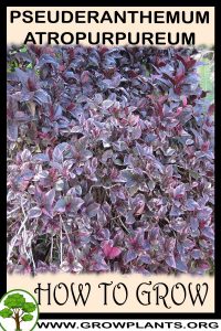 How to grow Pseuderanthemum atropurpureum