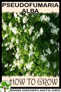 How to grow Pseudofumaria alba