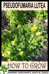 How to grow Pseudofumaria lutea