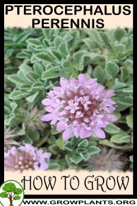 How to grow Pterocephalus perennis