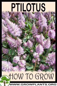 How to grow Ptilotus