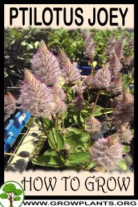 How to grow Ptilotus joey