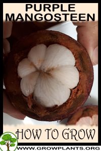 How to grow Purple mangosteen tree