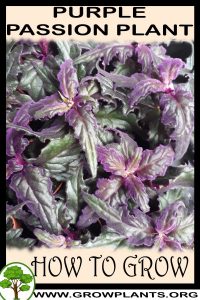 How to grow Purple passion plant