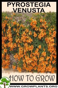How to grow Pyrostegia venusta