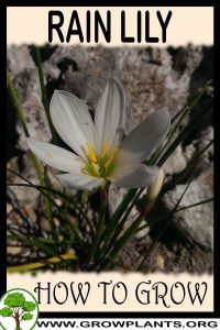 How to grow Rain lily
