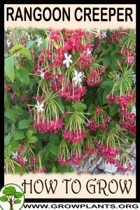 How to grow Rangoon creeper