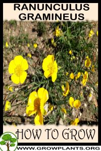 How to grow Ranunculus gramineus