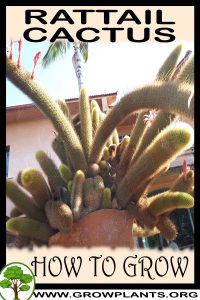How to grow Rat tail cactus