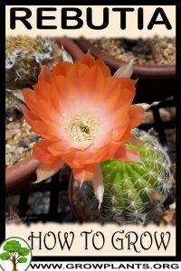 How to grow Rebutia