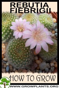 How to grow Rebutia fiebrigii